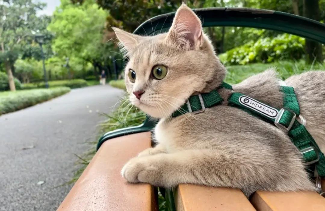 猫咪磨爪原因及解决方法_猫咪零食过量危害_猫咪的日常社交行为解析