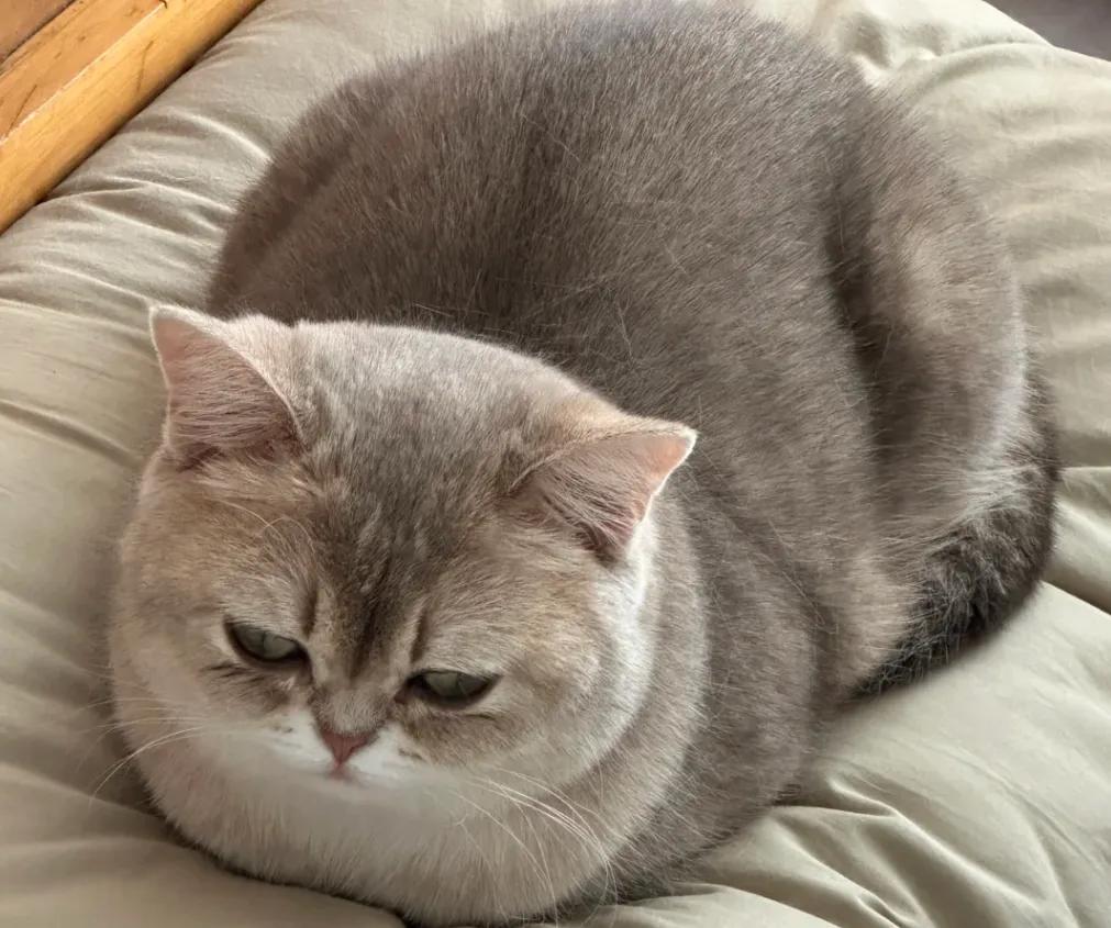 猫咪磨爪原因及解决方法_猫咪的日常社交行为解析_猫咪零食过量危害