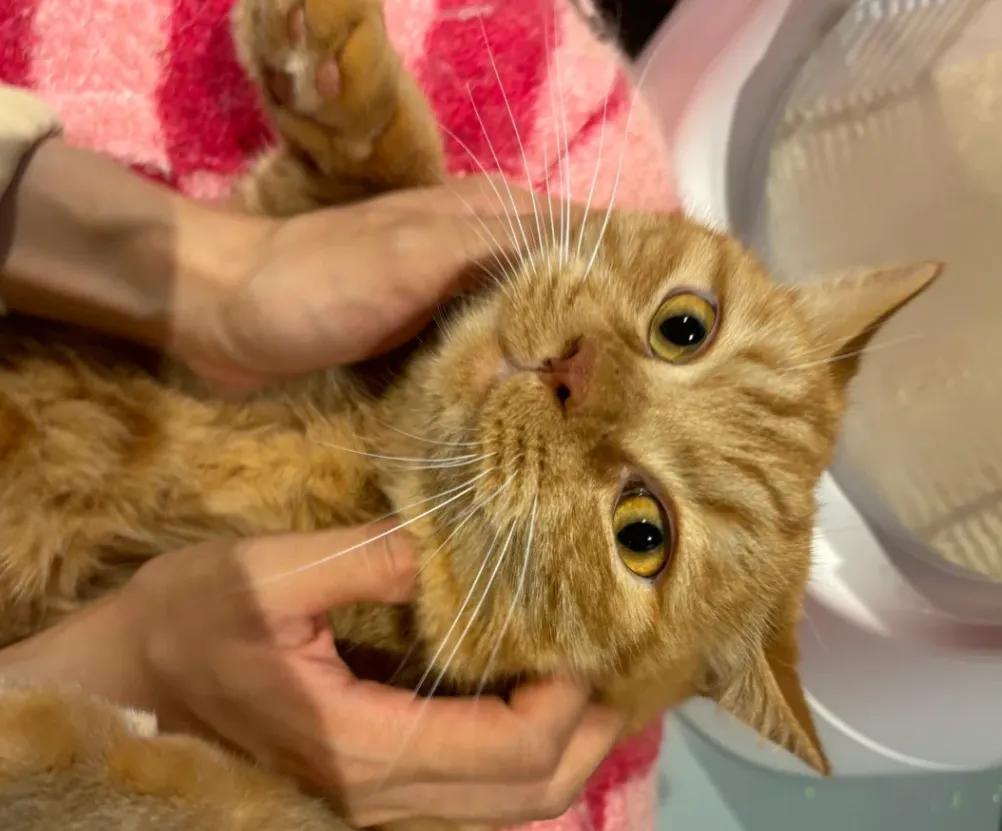 猫咪零食过量危害_猫咪的日常社交行为解析_猫咪磨爪原因及解决方法