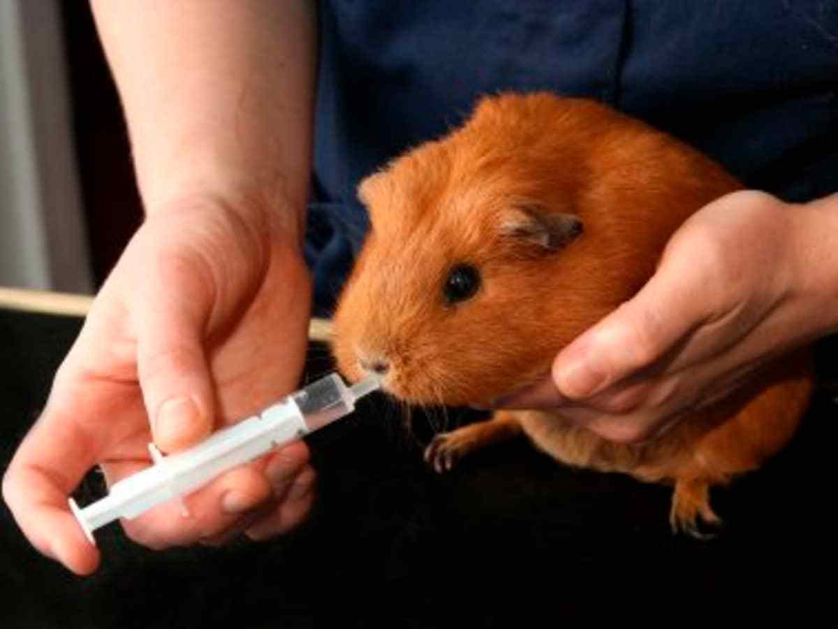 豚鼠腹泻饮水补充_龙猫鸟常见消化系统问题解析_豚鼠牙齿口腔疾病预防