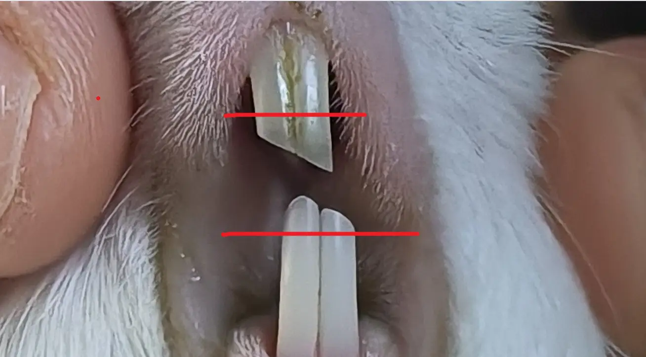 豚鼠牙齿口腔疾病预防_豚鼠腹泻饮水补充_龙猫鸟常见消化系统问题解析