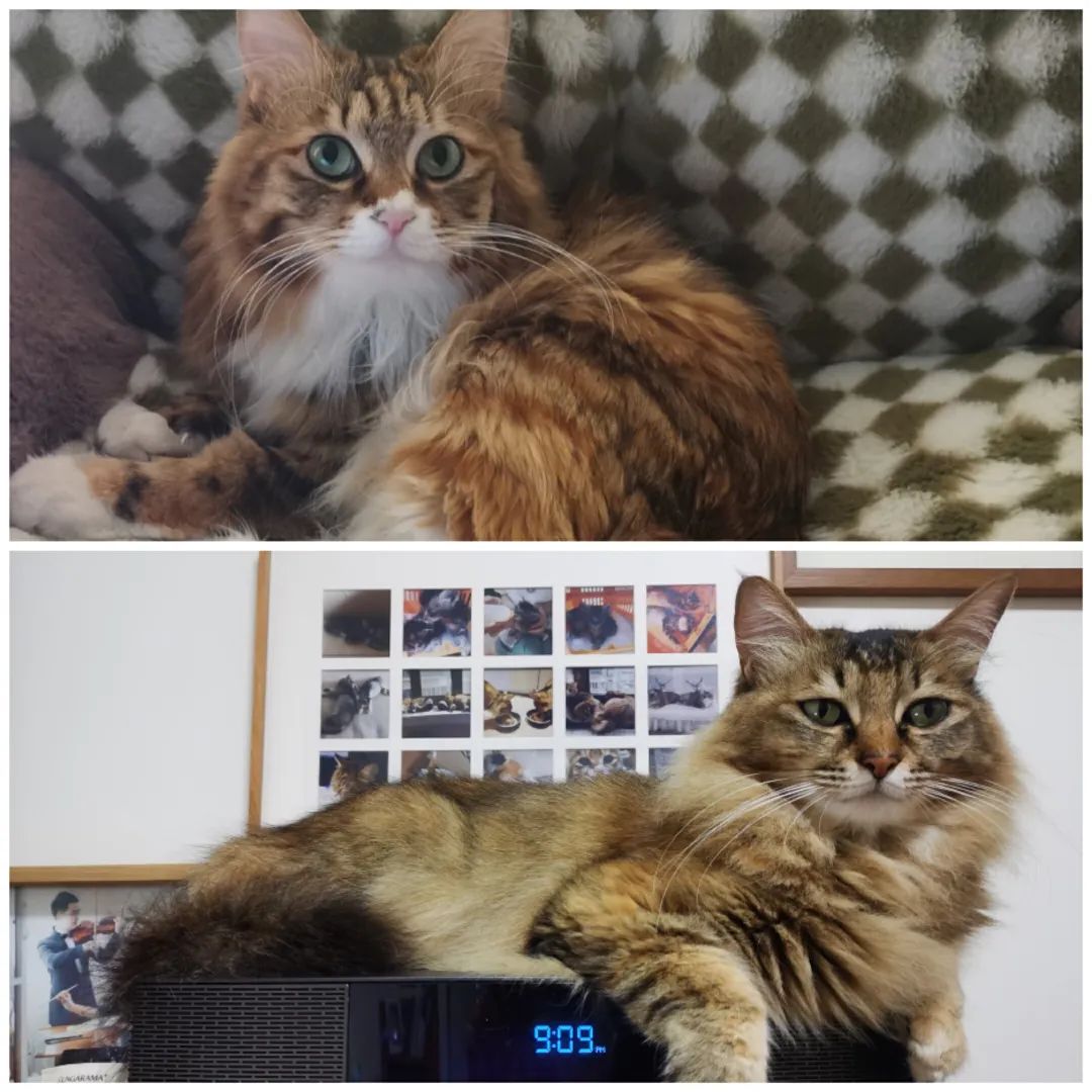 怎样让猫咪不抗拒穿衣服_多猫家庭生活挑战_猫咪领养困境
