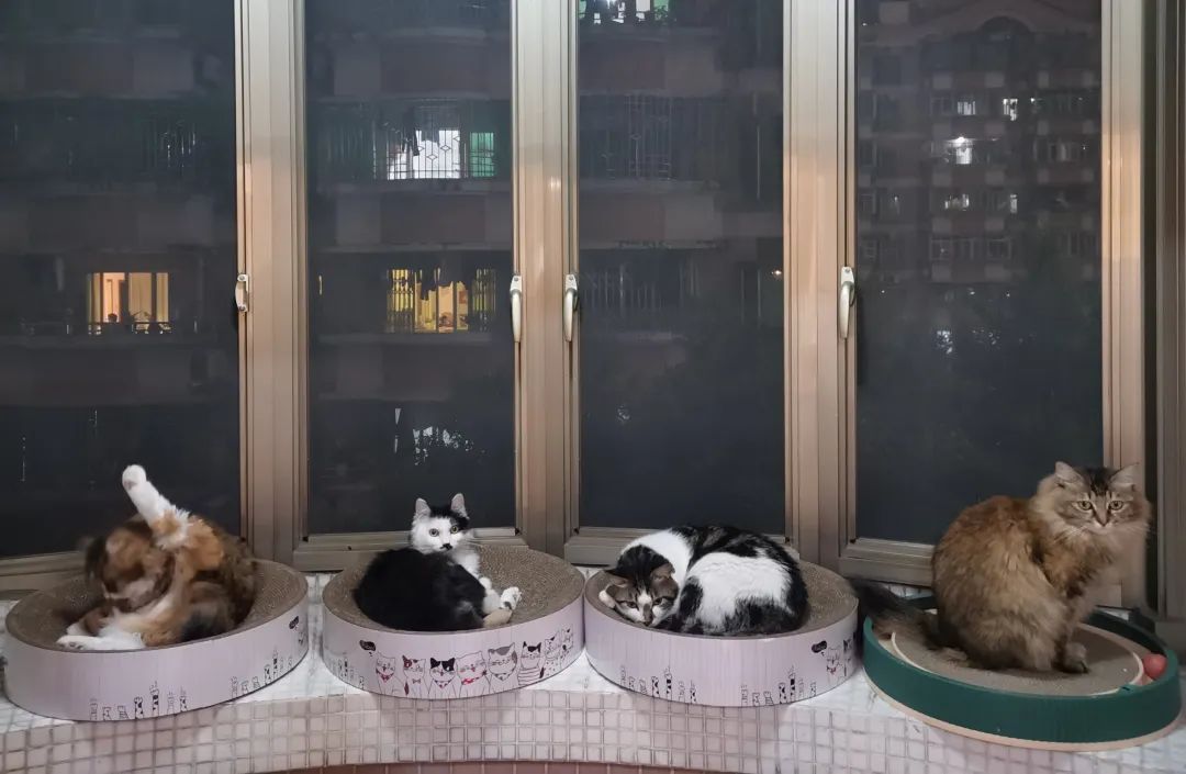 多猫家庭生活挑战_怎样让猫咪不抗拒穿衣服_猫咪领养困境