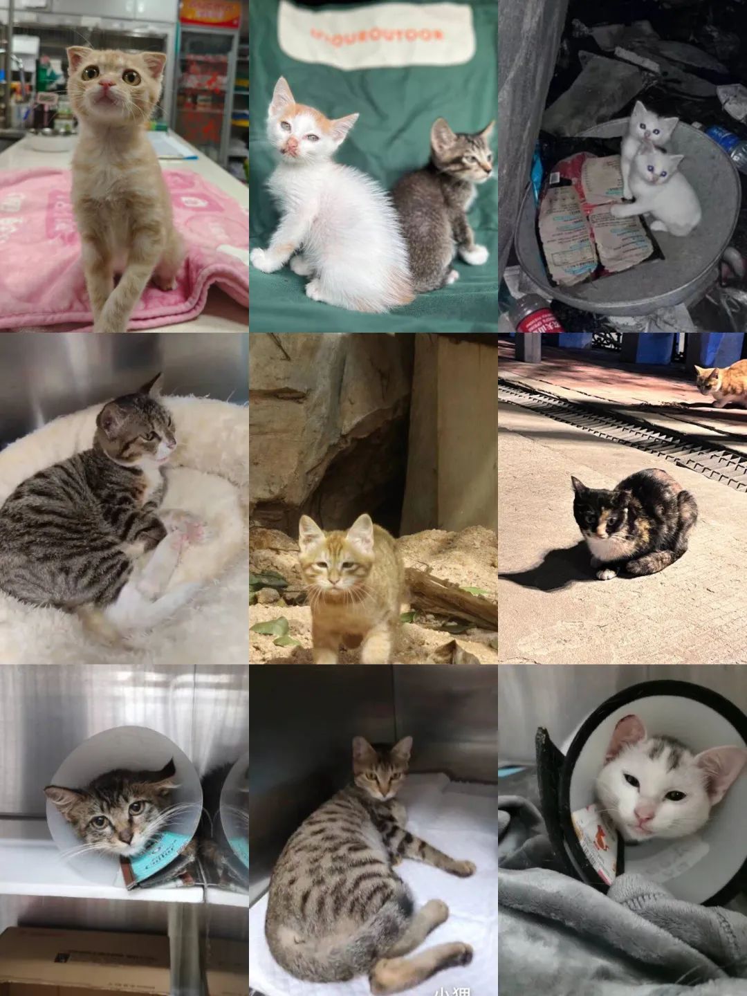 多猫家庭生活挑战_怎样让猫咪不抗拒穿衣服_猫咪领养困境