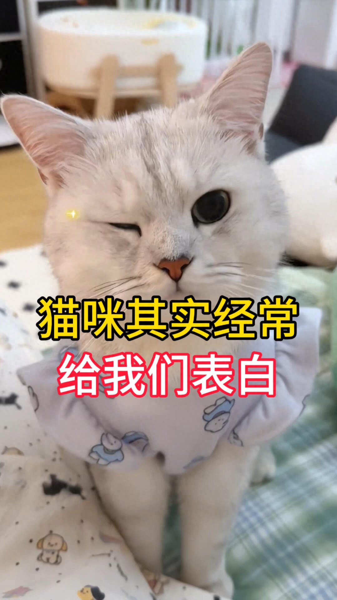 猫咪的日常社交行为解析_猫咪含蓄表白方式_猫咪情感表达暗号
