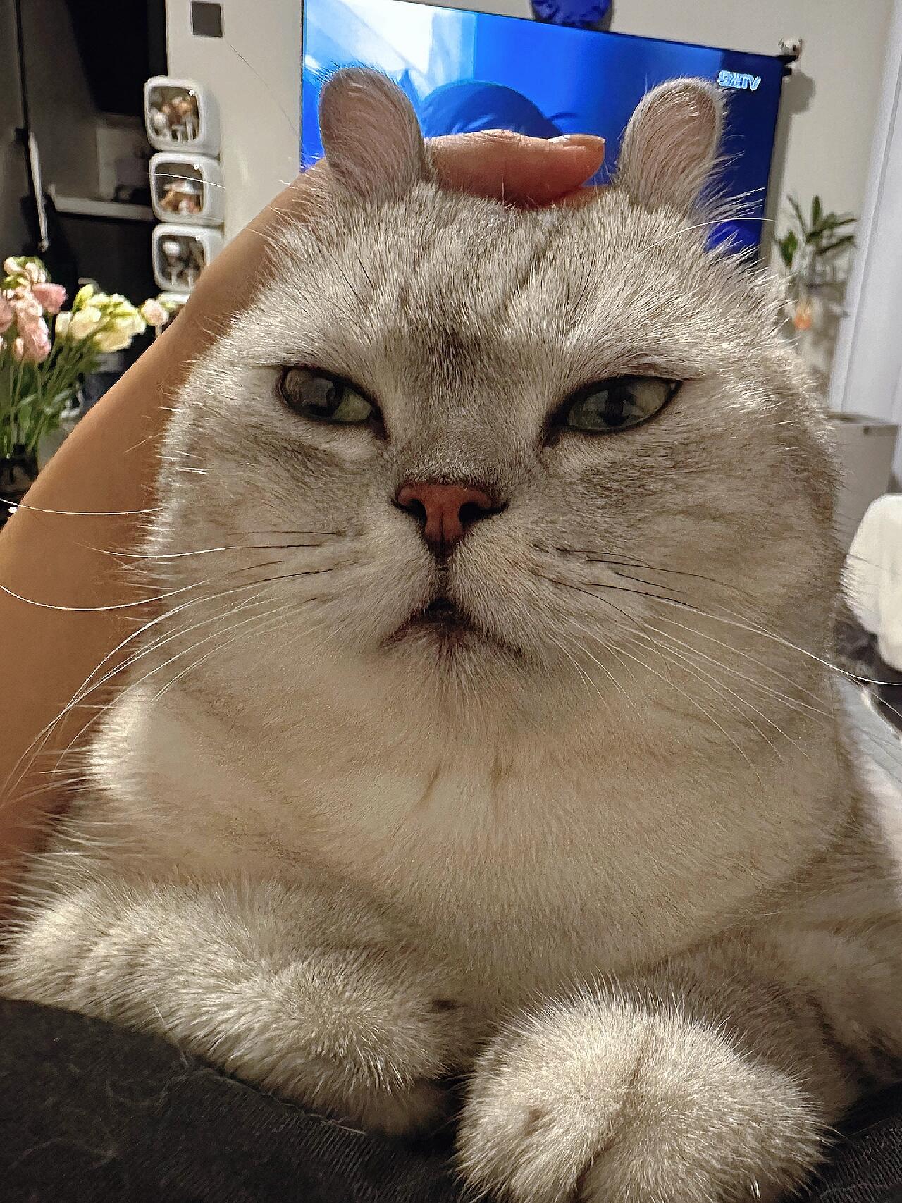 猫咪含蓄表白方式_猫咪的日常社交行为解析_猫咪情感表达暗号