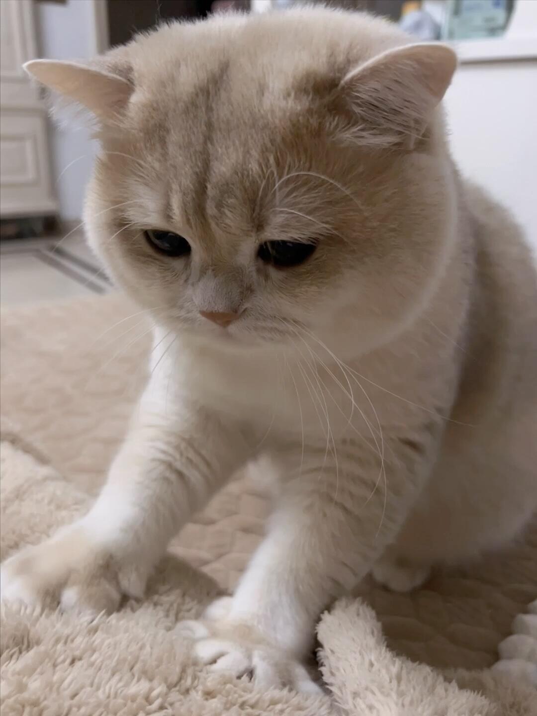 猫咪情感表达暗号_猫咪含蓄表白方式_猫咪的日常社交行为解析