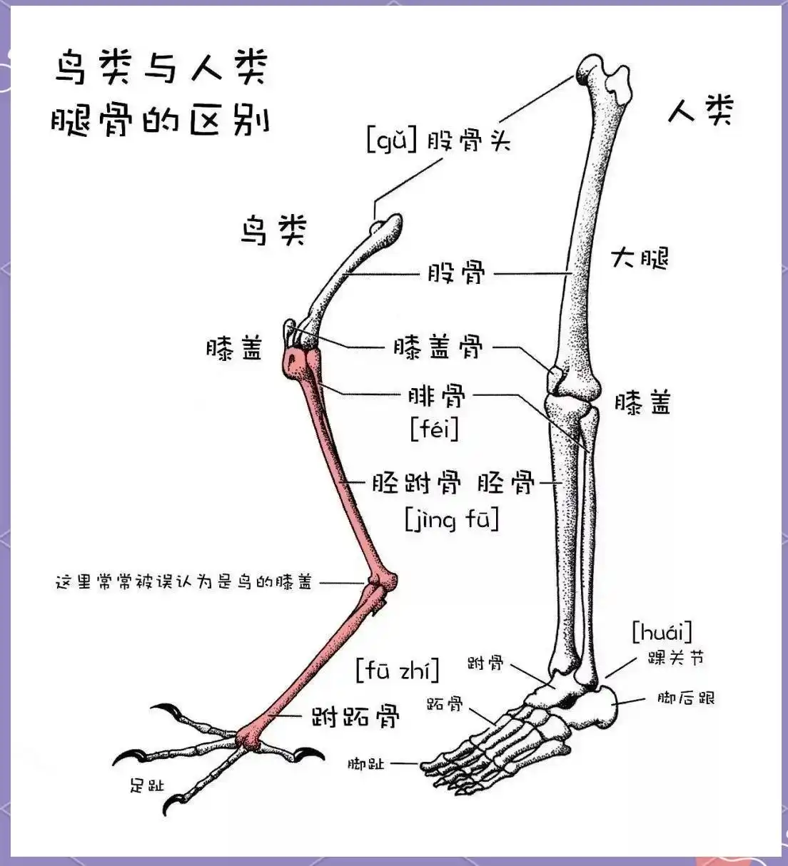 鸟类日常运动量的科学标准_鸟类腿部结构误解_麻雀跳跃原因