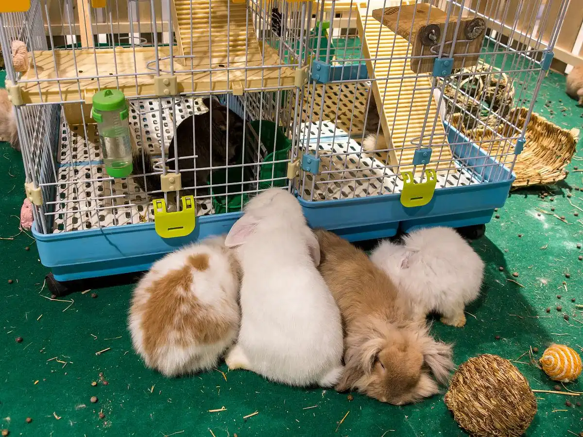 龙猫异常叫声频发?这五个原因你家可能中招!-派特超人-宠物