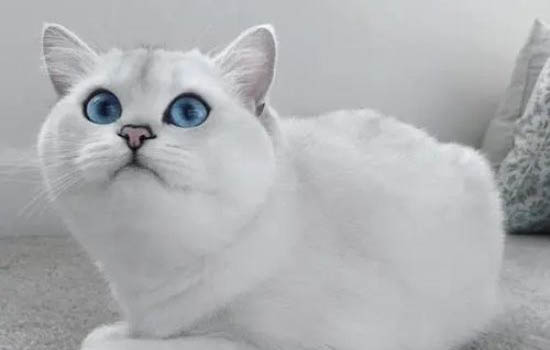 猫咪得了耳螨严重吗