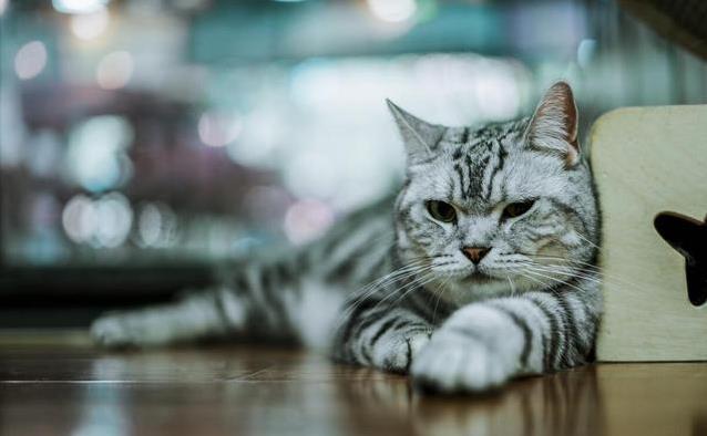 猫咪的日常社交行为解析_猫咪性格差异_判断猫咪是否需要伴儿