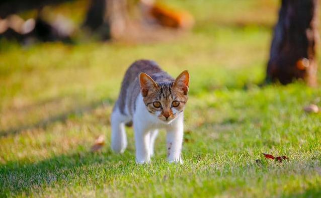 猫咪性格差异_猫咪的日常社交行为解析_判断猫咪是否需要伴儿