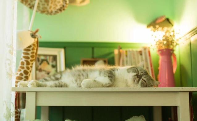 猫咪的日常社交行为解析_猫咪性格差异_判断猫咪是否需要伴儿