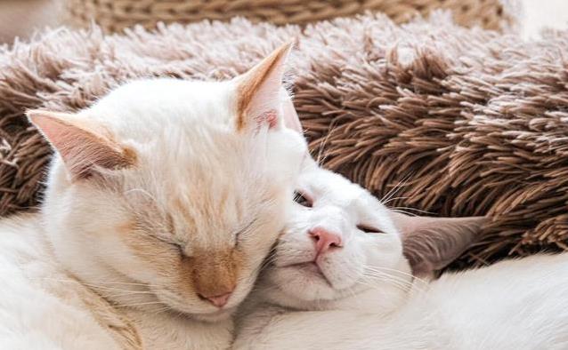 判断猫咪是否需要伴儿_猫咪的日常社交行为解析_猫咪性格差异