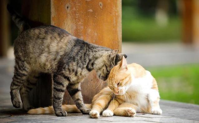猫咪的日常社交行为解析_猫咪性格差异_判断猫咪是否需要伴儿