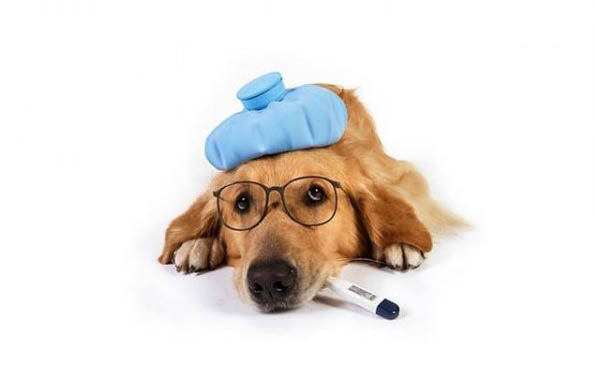 怎么预防狗狗耳螨-派特超人-宠物