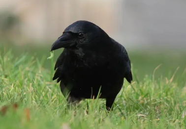 乌鸦的智商到底有多高？想养的看过来-派特超人-宠物