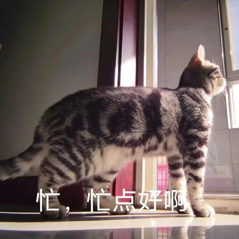猫咪的日常社交行为解析_猫咪优雅应对触摸技巧_小猫咪假装忙碌应对尴尬