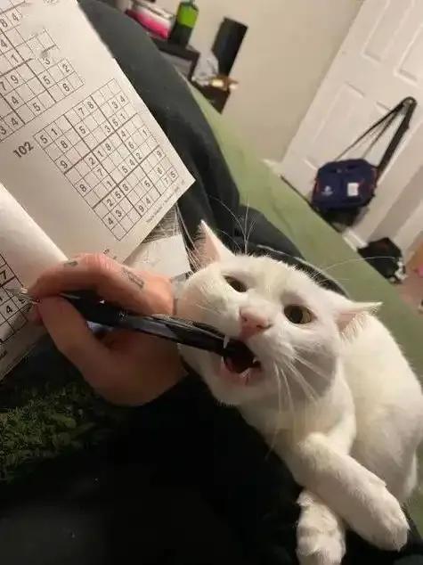 小猫咪假装忙碌应对尴尬_猫咪的日常社交行为解析_猫咪优雅应对触摸技巧