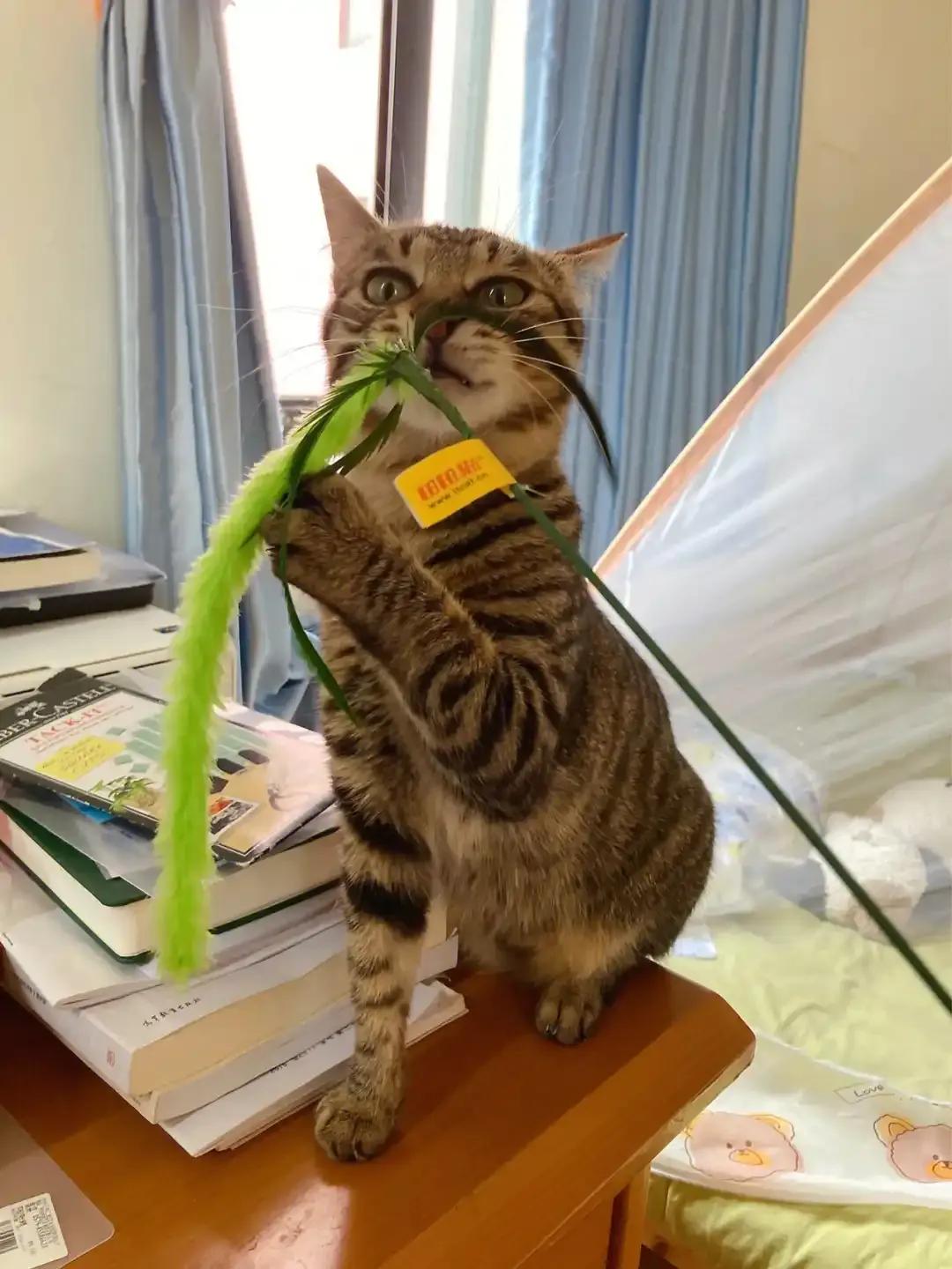 小猫咪假装忙碌应对尴尬_猫咪优雅应对触摸技巧_猫咪的日常社交行为解析