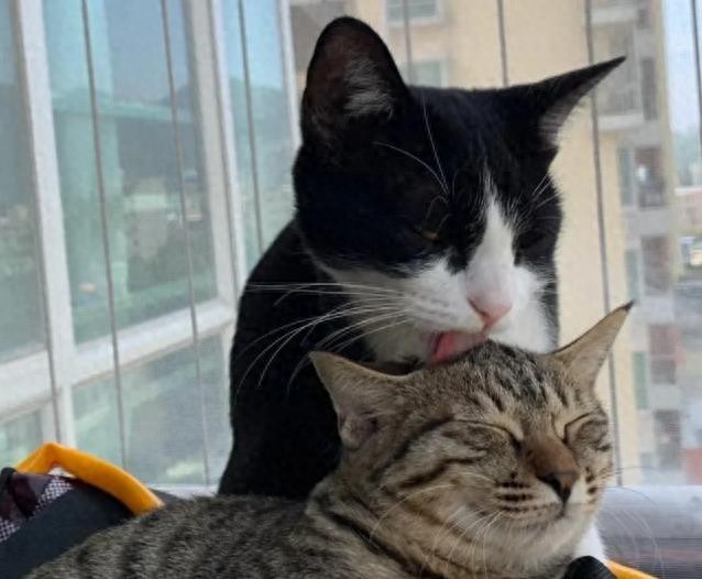 猫咪的日常社交行为解析_猫咪鼻吻礼_猫咪尾巴情绪信号
