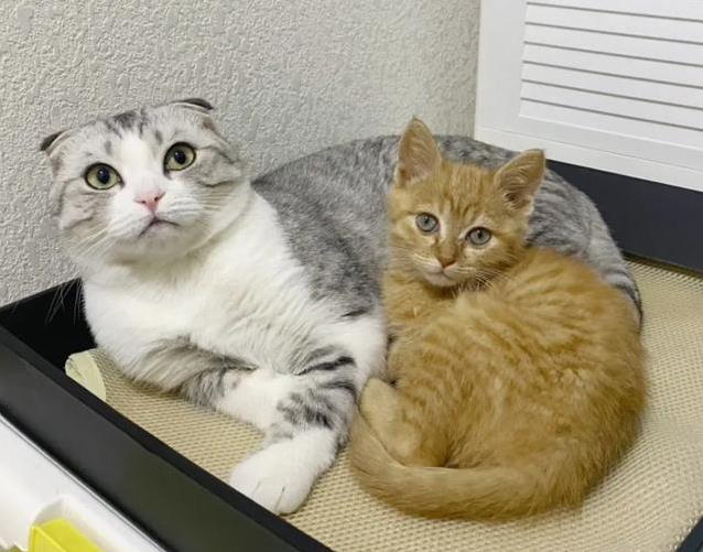 猫咪鼻吻礼_猫咪的日常社交行为解析_猫咪尾巴情绪信号