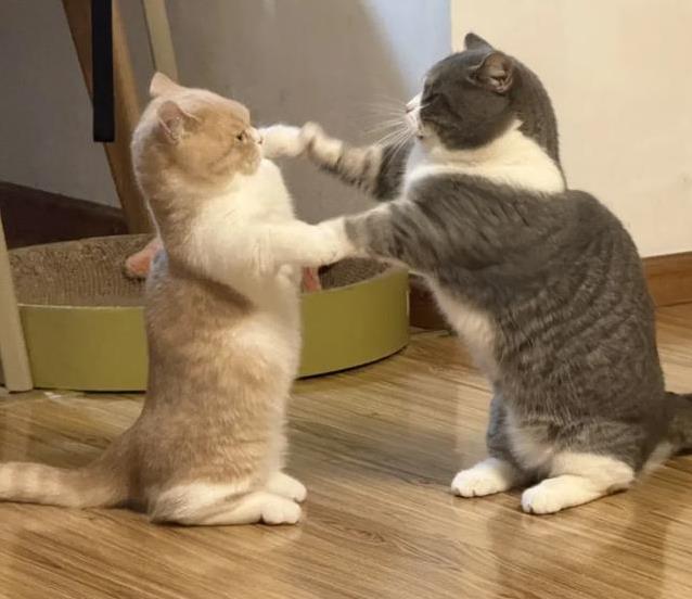猫咪鼻吻礼_猫咪尾巴情绪信号_猫咪的日常社交行为解析