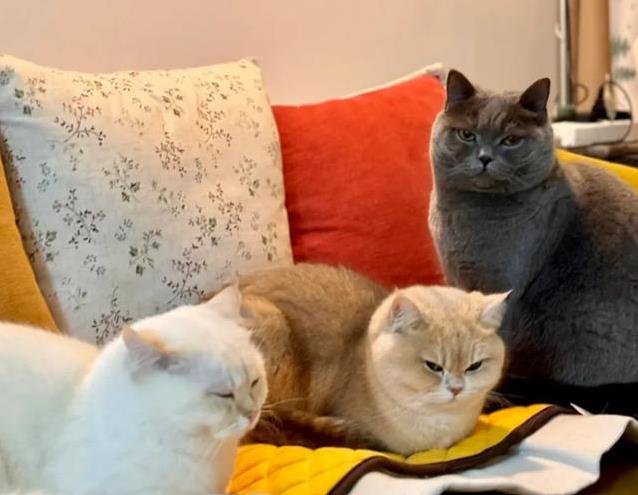 猫咪鼻吻礼_猫咪尾巴情绪信号_猫咪的日常社交行为解析