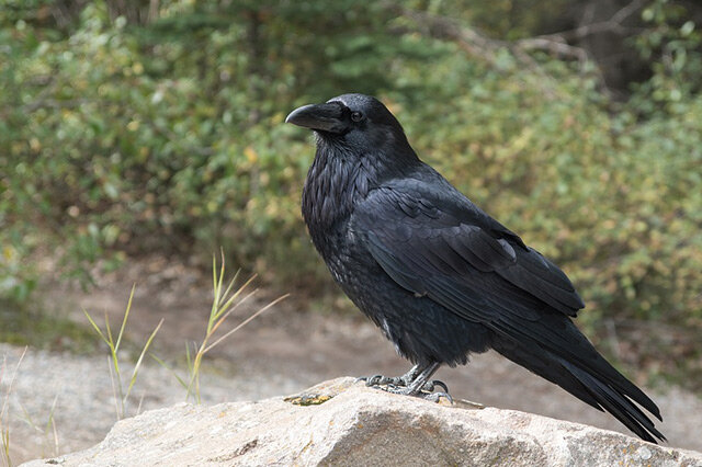 世界上最为聪明的鸟类 十大智商最高的鸟类 鸟中的智者-派特超人-宠物