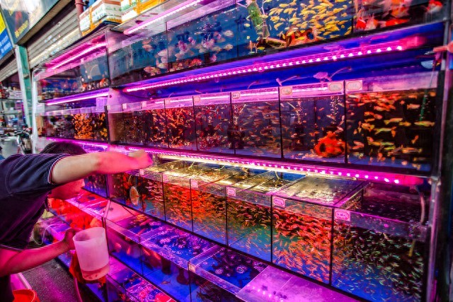 孔雀鱼繁殖方法_鱼缸开缸养水的正确步骤_金鱼养殖技巧