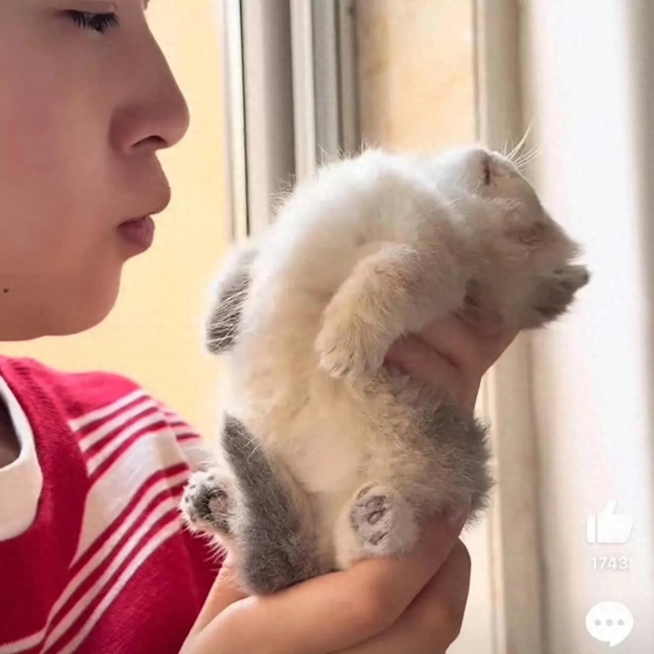 小猫装死事件分析_宠物亲吻行为解析_猫咪的日常社交行为解析