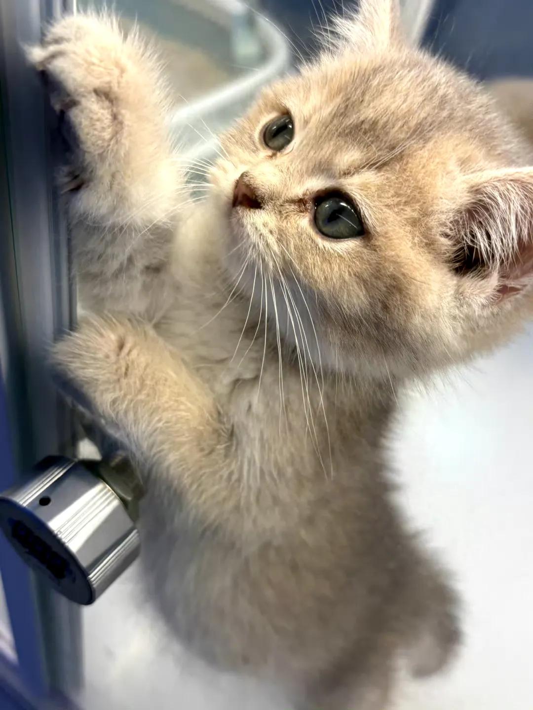 小猫装死事件分析_宠物亲吻行为解析_猫咪的日常社交行为解析
