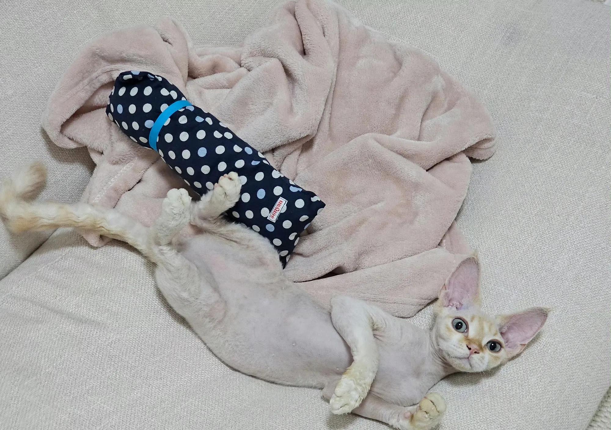 小猫装死事件分析_宠物亲吻行为解析_猫咪的日常社交行为解析