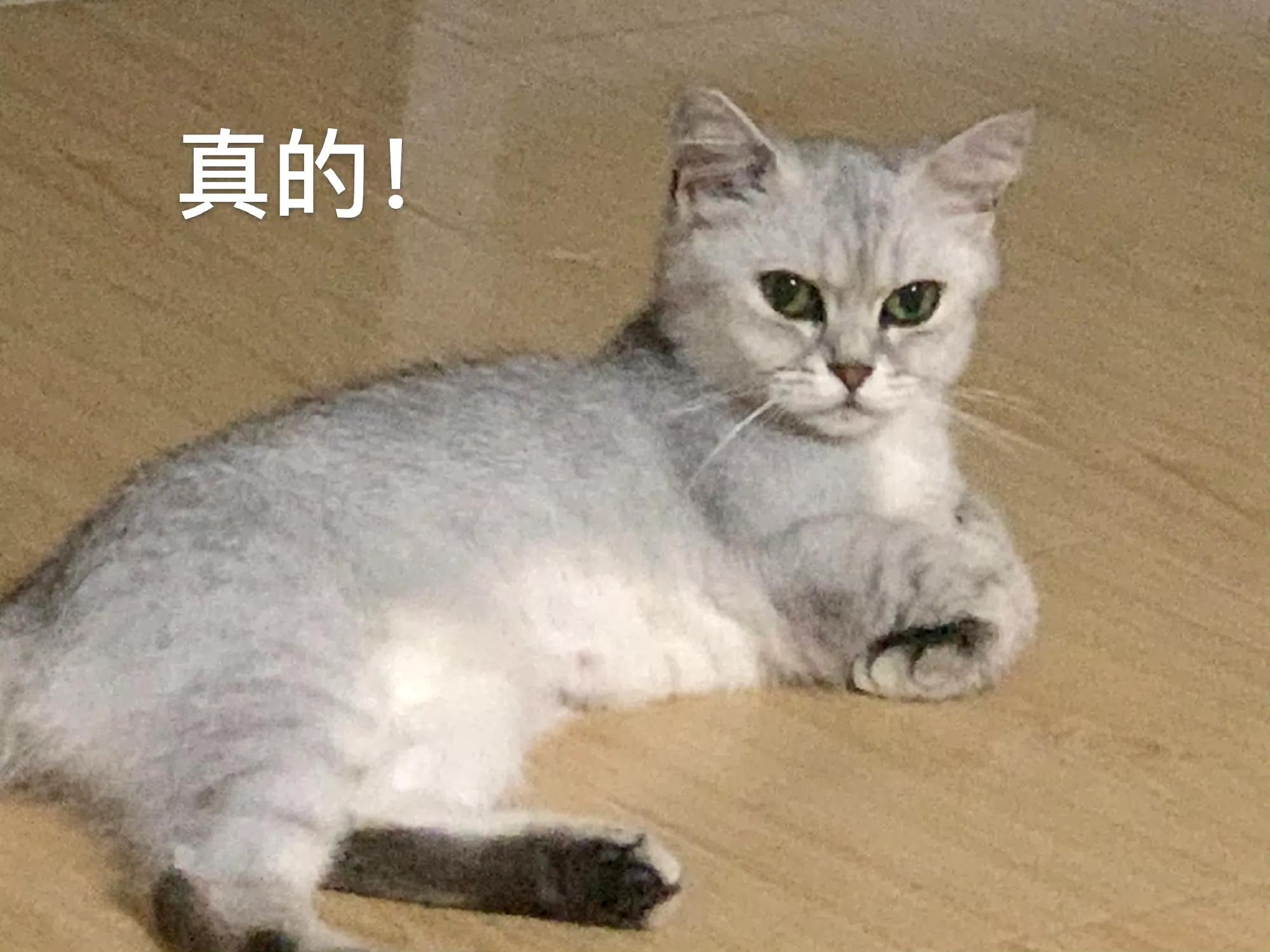 宠物亲吻行为解析_猫咪的日常社交行为解析_小猫装死事件分析