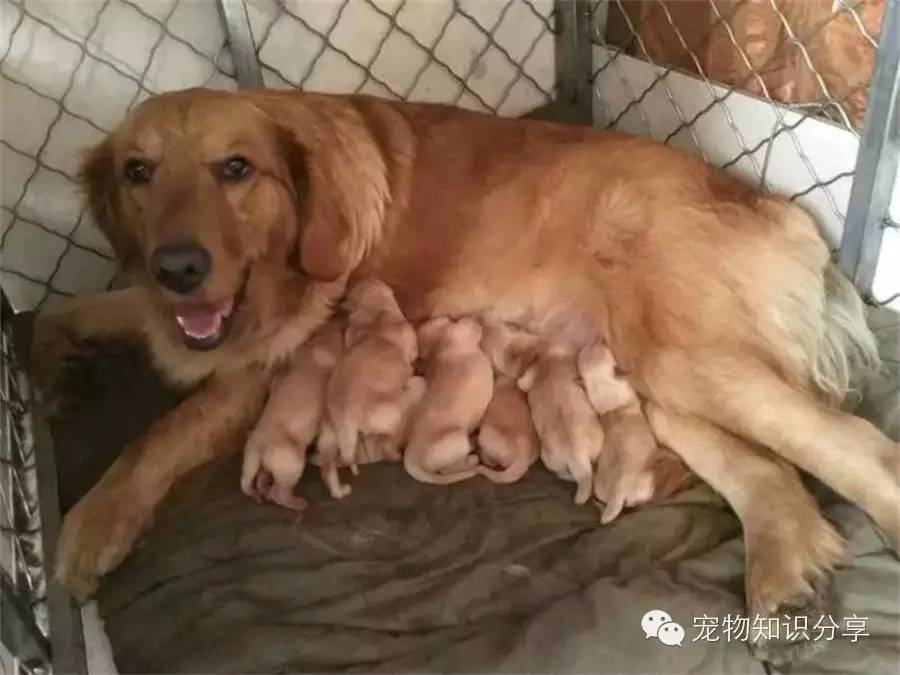 自制狗粮的25种方法-派特超人-宠物