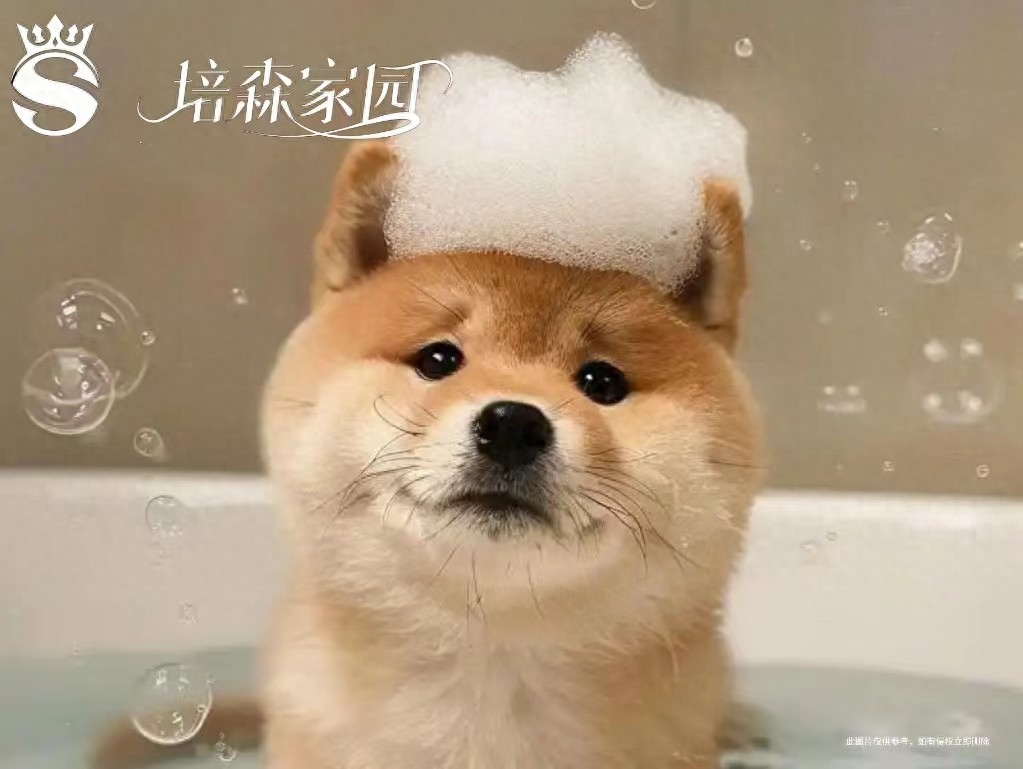 宠物毛发修剪散热好处_宠物洗澡健康益处_狗狗专业造型的保持技巧