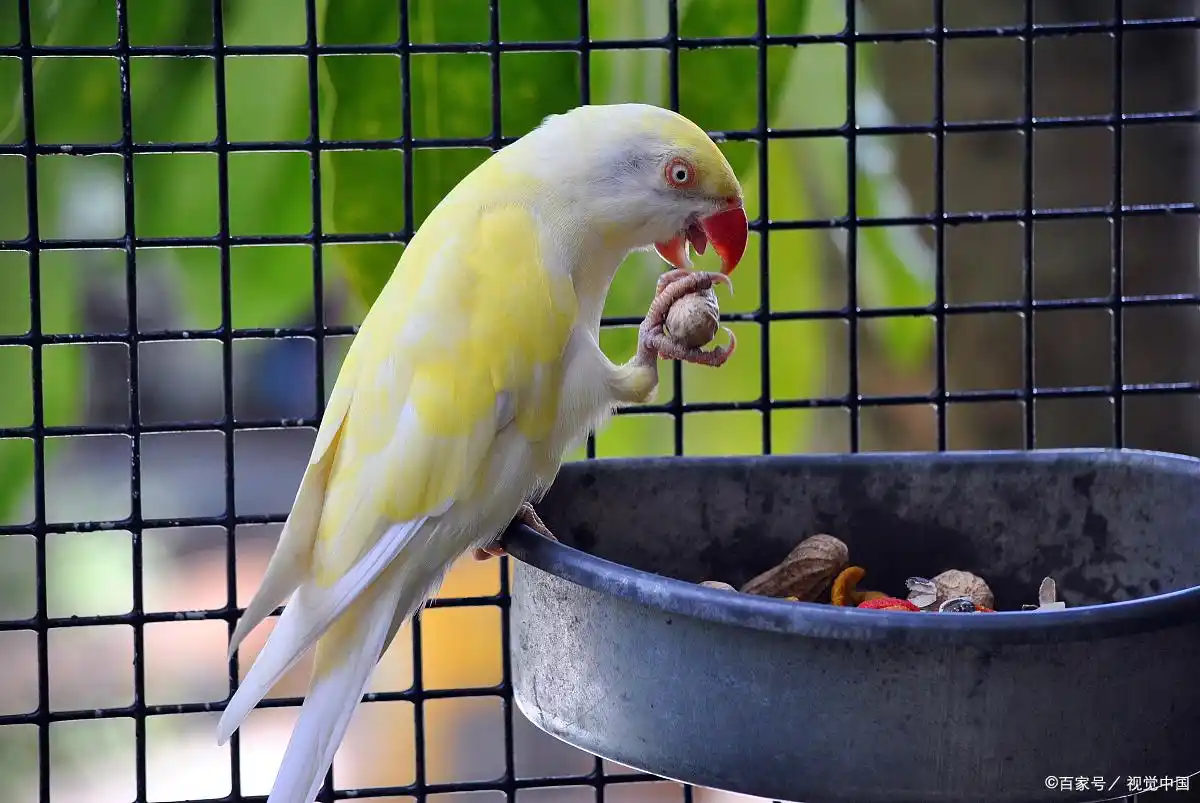 鹦鹉洗澡后的“干爽秘诀”：轻松让你的爱鸟焕然一新！-派特超人-宠物
