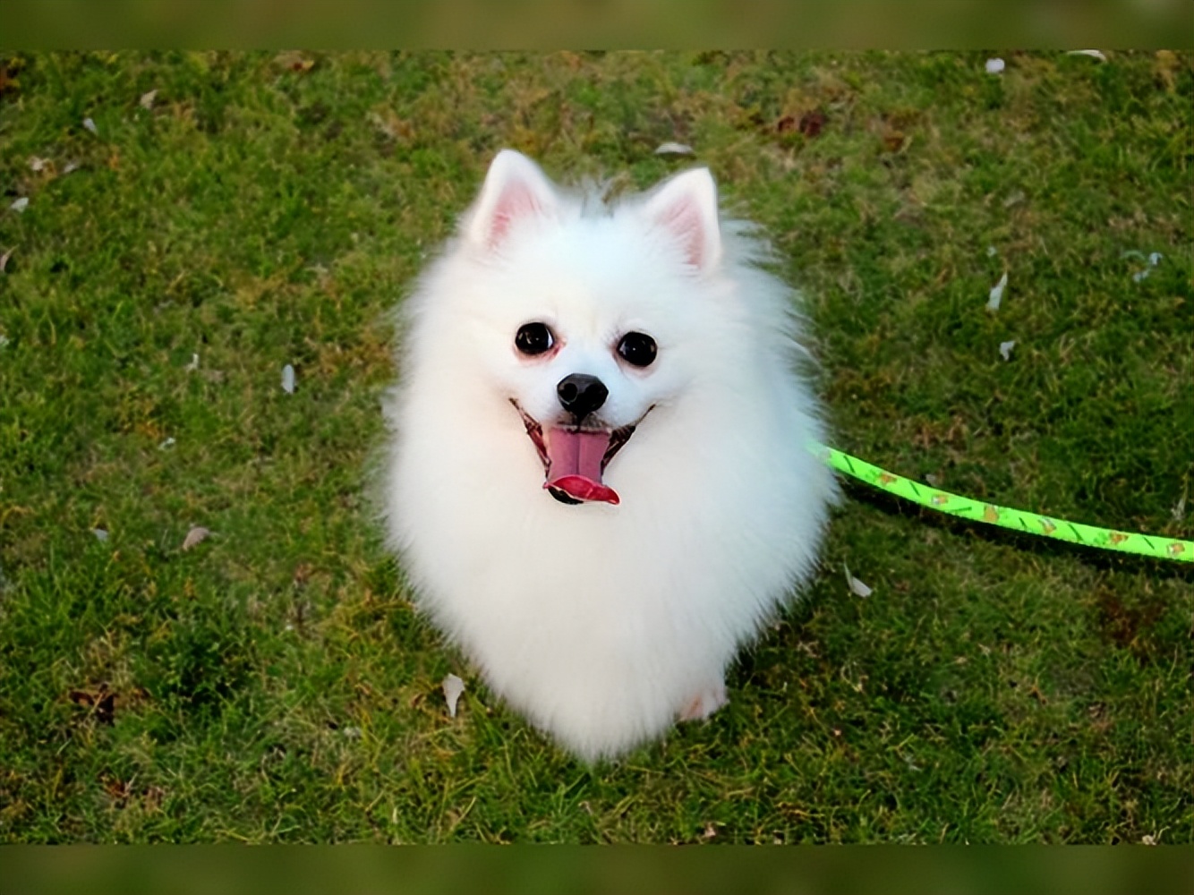 狗狗专业造型的保持技巧_最受欢迎狗狗品种盘点_狗狗界颜值排行