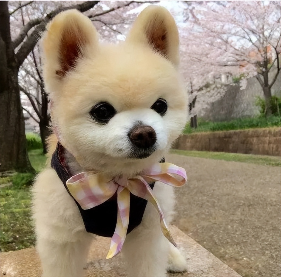 最受欢迎狗狗品种盘点_狗狗界颜值排行_狗狗专业造型的保持技巧