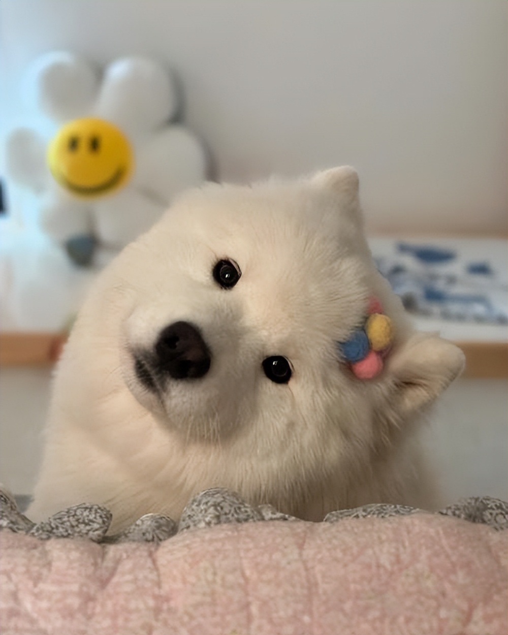 最受欢迎狗狗品种盘点_狗狗界颜值排行_狗狗专业造型的保持技巧