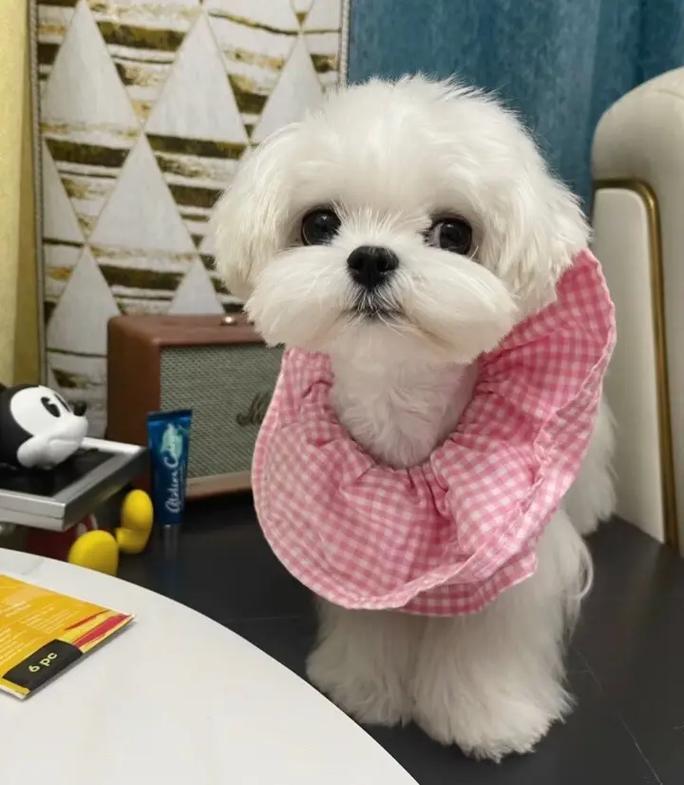 狗狗界颜值排行_最受欢迎狗狗品种盘点_狗狗专业造型的保持技巧