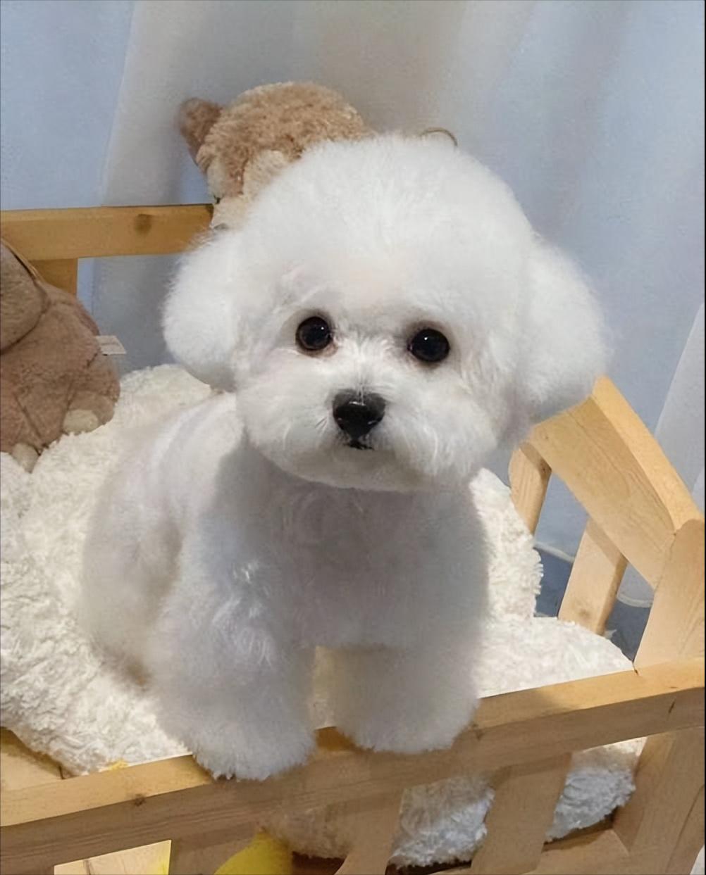 最受欢迎狗狗品种盘点_狗狗专业造型的保持技巧_狗狗界颜值排行