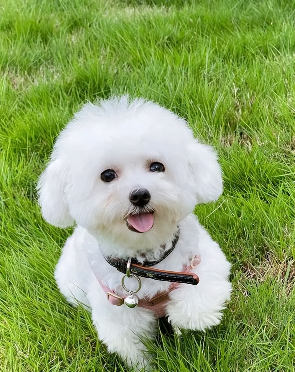 狗狗界颜值排行_最受欢迎狗狗品种盘点_狗狗专业造型的保持技巧
