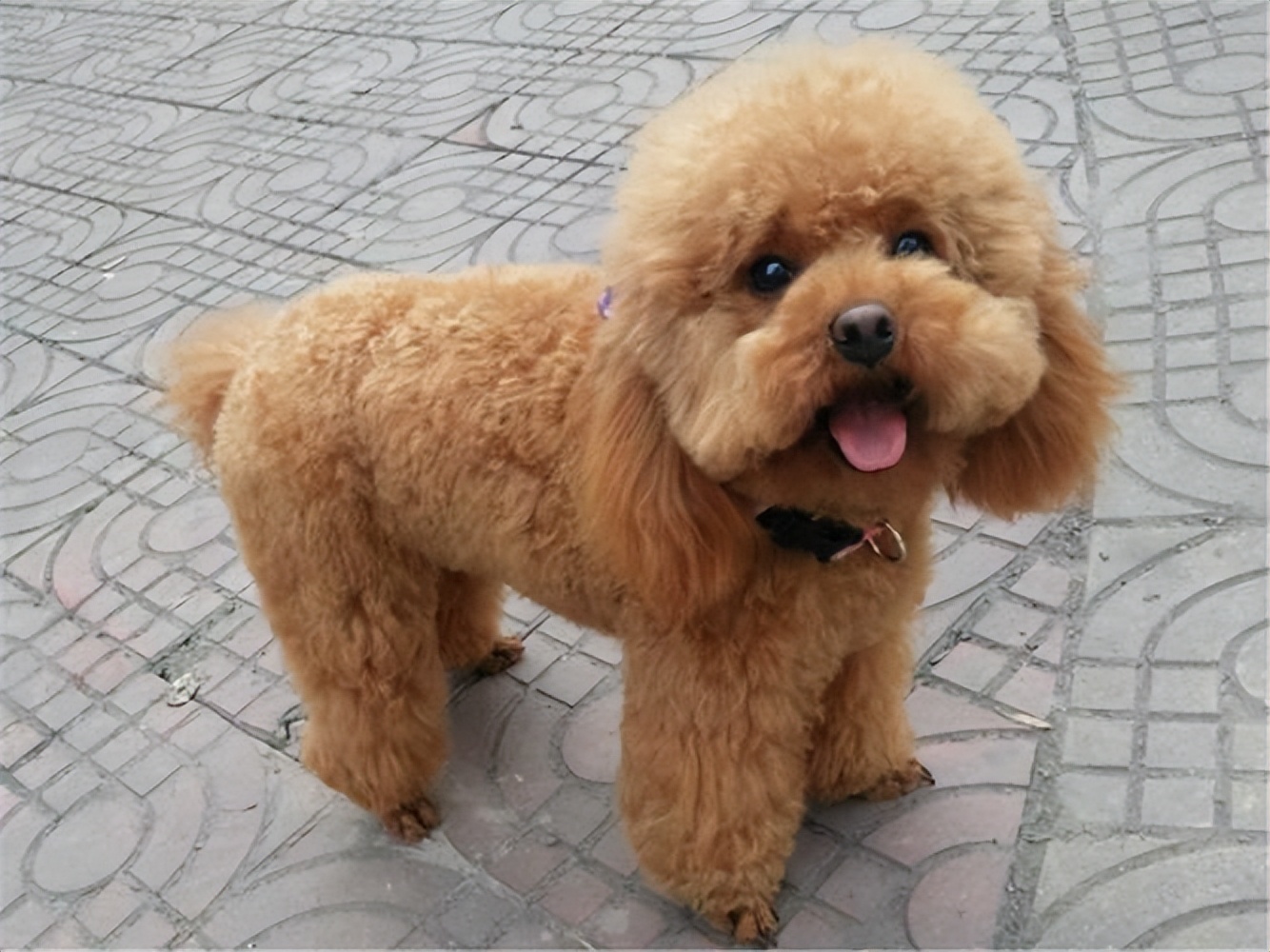 狗狗专业造型的保持技巧_狗狗界颜值排行_最受欢迎狗狗品种盘点