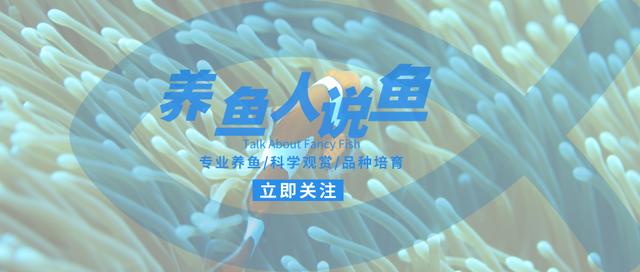 鱼缸氧气泵使用好处_观赏鱼气泡病预防_鱼缸增氧过度的副作用