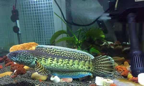 鱼缸氧气泵使用好处_观赏鱼气泡病预防_鱼缸增氧过度的副作用