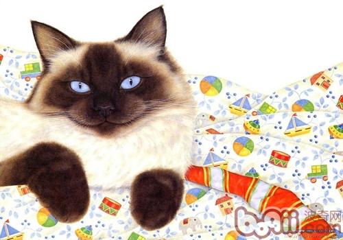 怎么给猫咪减肥？-派特超人-宠物