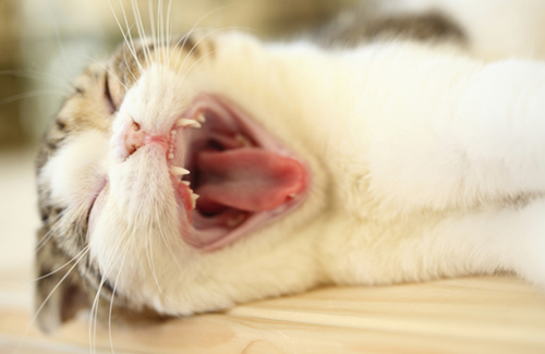 怎样调整猫的作息时间-派特超人-宠物