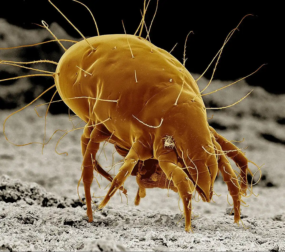 鸟类的螨虫如何驱除-派特超人-宠物