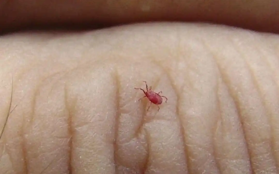如何让鸟类享受喷雾浴_螨虫病防治_鸟类螨虫症状与诊断